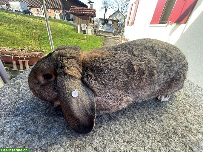 Bild 8: Reinrassige Kleinwidder, Grau und Chinchilla