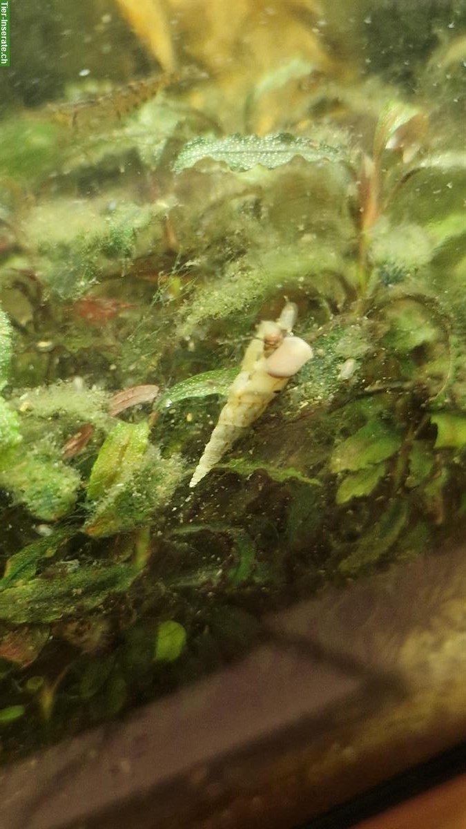 Indische Turmdeckelschnecken (Melanoides tuberculata)