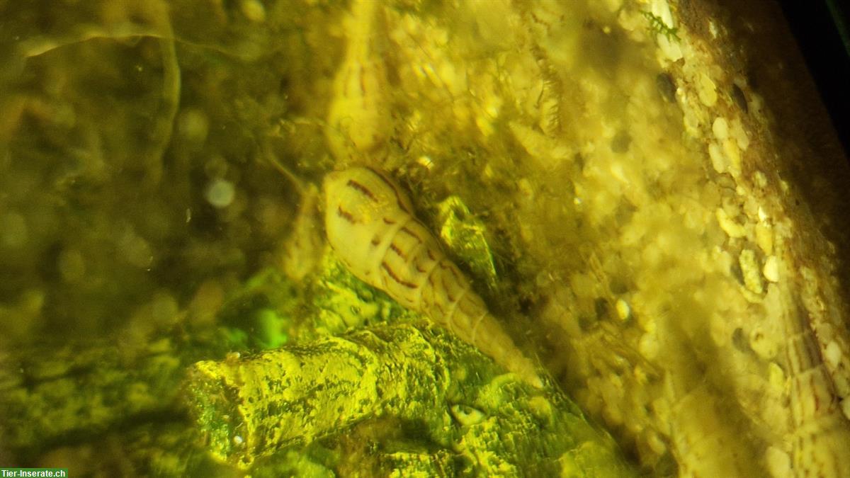 Bild 2: Indische Turmdeckelschnecken (Melanoides tuberculata)