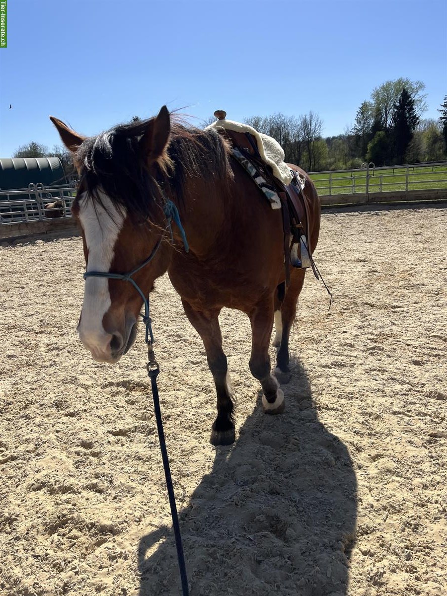 Reitbeteiligung für Freiberger Wallach, 5032 Aarau Rohr