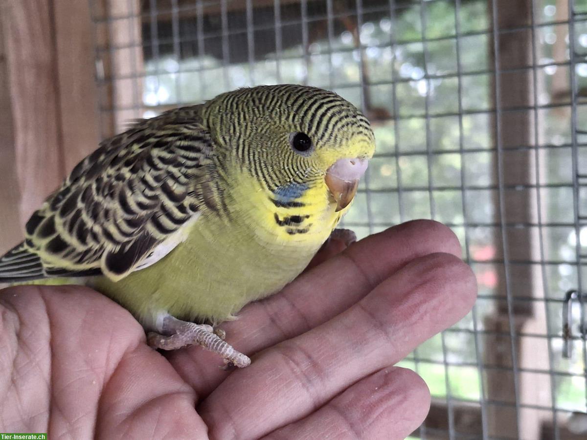 Junger grüner Wellensittich, männlich