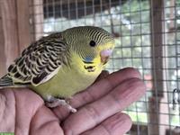 Junger grüner Wellensittich, männlich