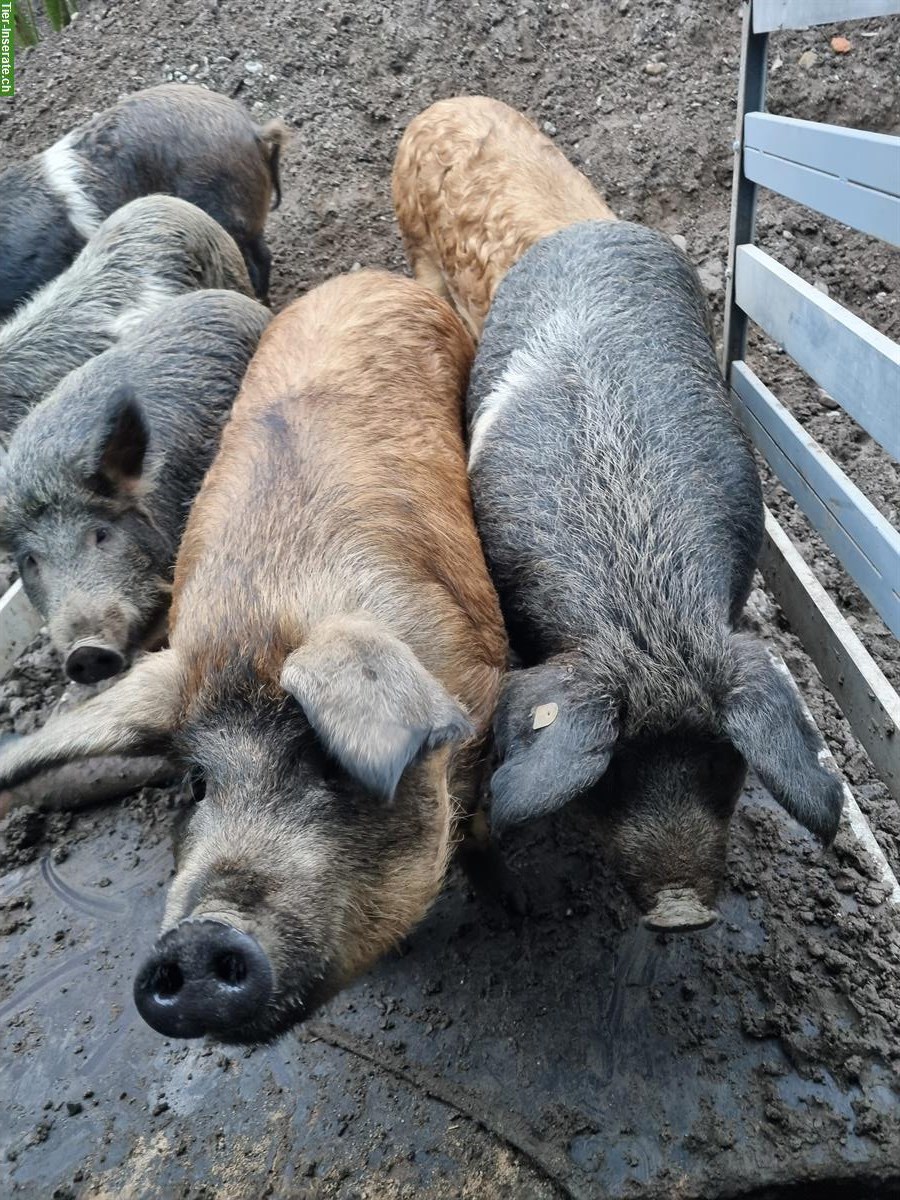 Schweine aus ganzjähriger Freilandhaltung zu verkaufen