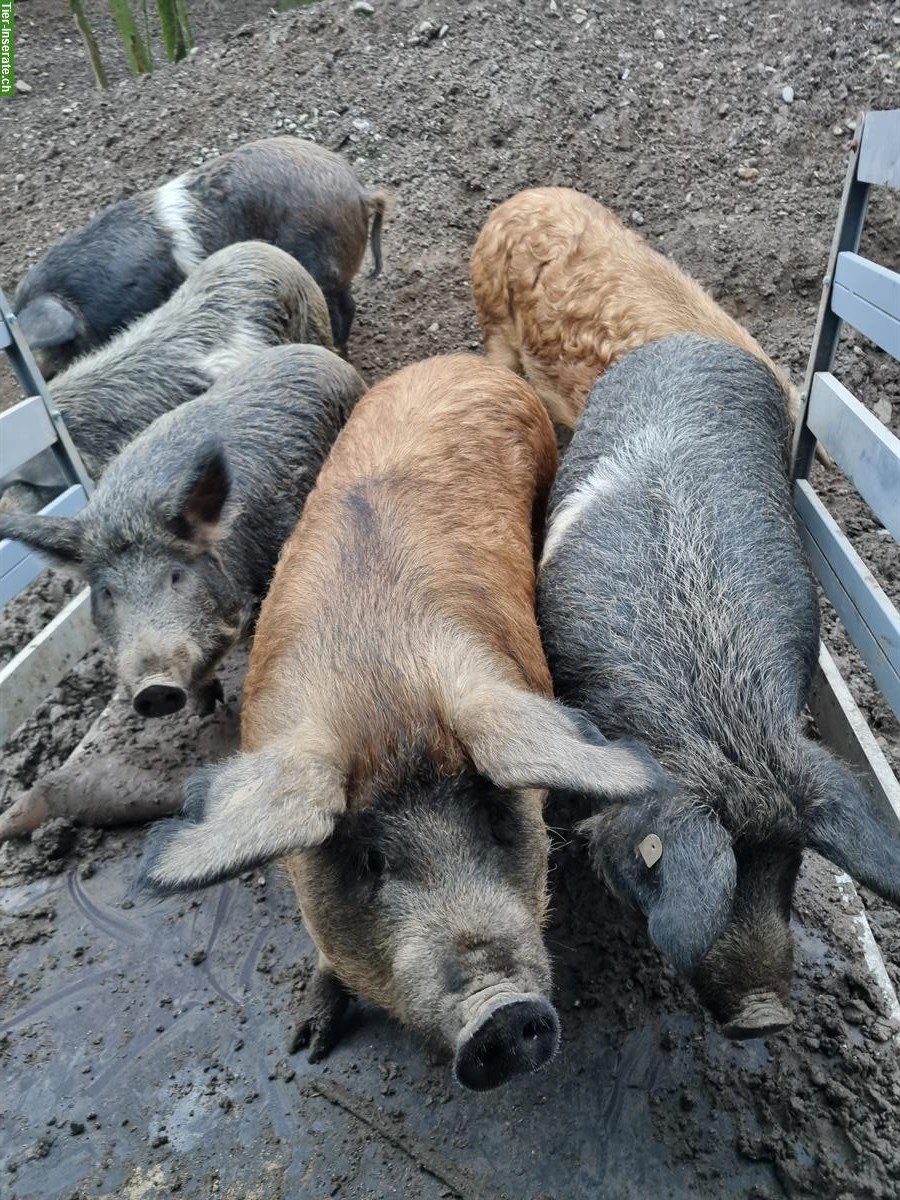 Bild 2: Schweine aus ganzjähriger Freilandhaltung zu verkaufen
