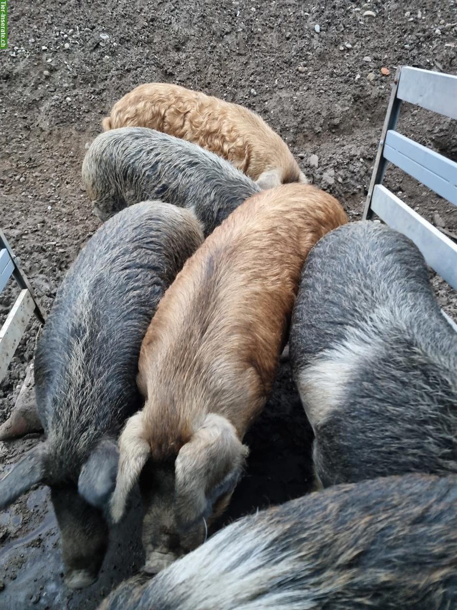 Bild 3: Schweine aus ganzjähriger Freilandhaltung zu verkaufen