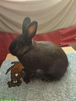 Havanna Kaninchen zu verkaufen