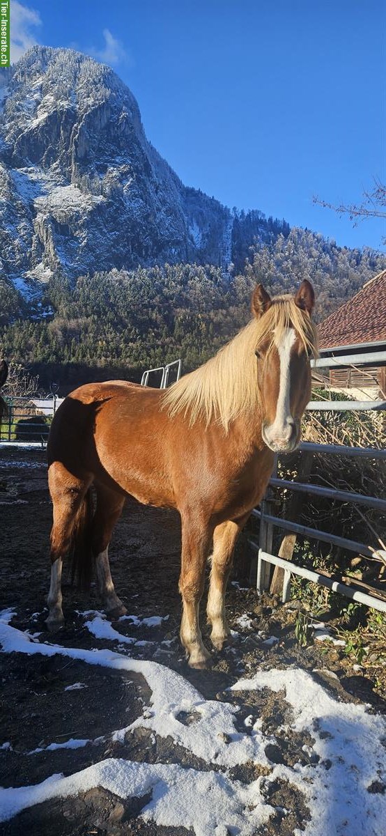 Freiberger Stute, 2.5-jährig, sucht 5 Sterne Zuhause