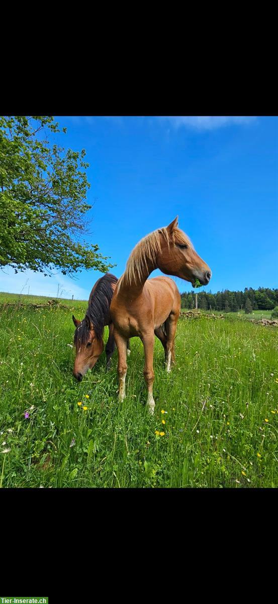 Bild 2: Freiberger Stute, 2.5-jährig, sucht 5 Sterne Zuhause