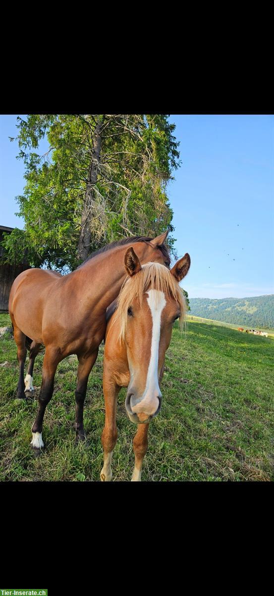 Bild 3: Freiberger Stute, 2.5-jährig, sucht 5 Sterne Zuhause
