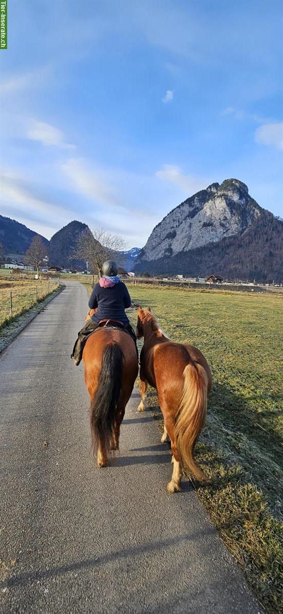 Bild 4: Freiberger Stute, 2.5-jährig, sucht 5 Sterne Zuhause