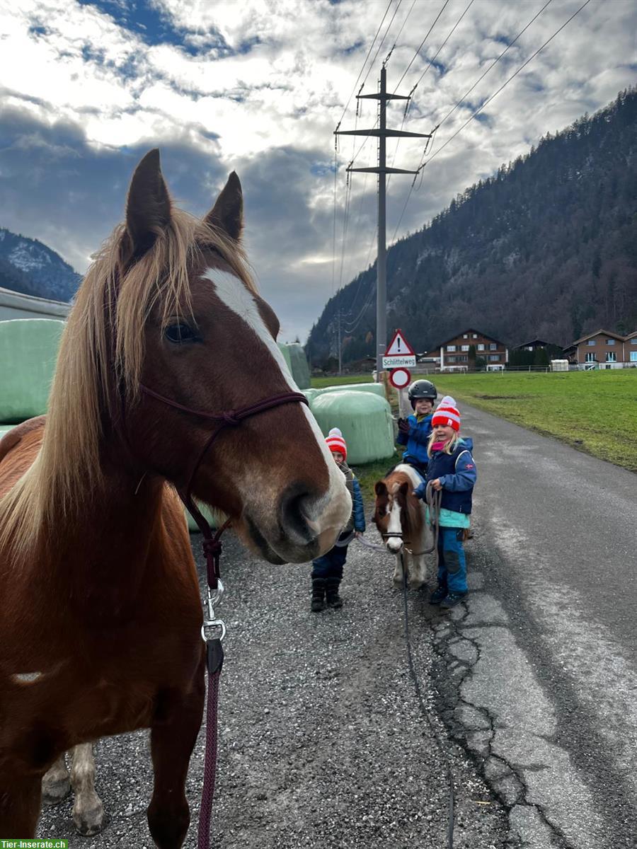 Bild 5: Freiberger Stute, 2.5-jährig, sucht 5 Sterne Zuhause