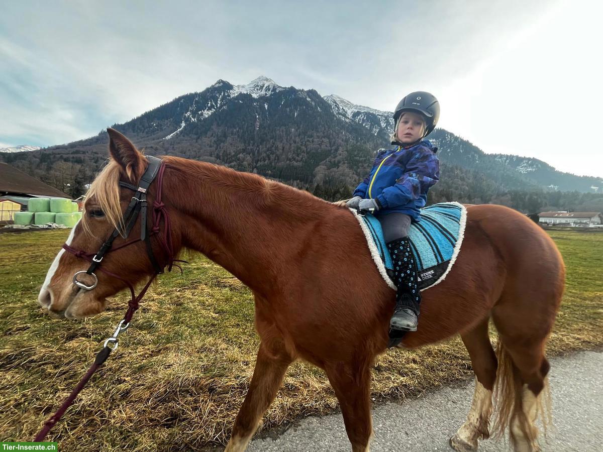 Bild 6: Freiberger Stute, knapp 3-jährig, sucht 5 Sterne Zuhause