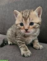 Reinrassige BKH zu verkaufen