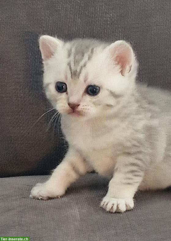 Bild 2: Reinrassige BKH zu verkaufen