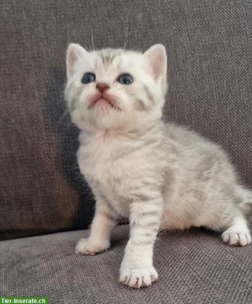 Bild 3: Reinrassige BKH zu verkaufen