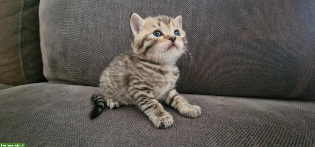 Bild 4: Reinrassige BKH zu verkaufen