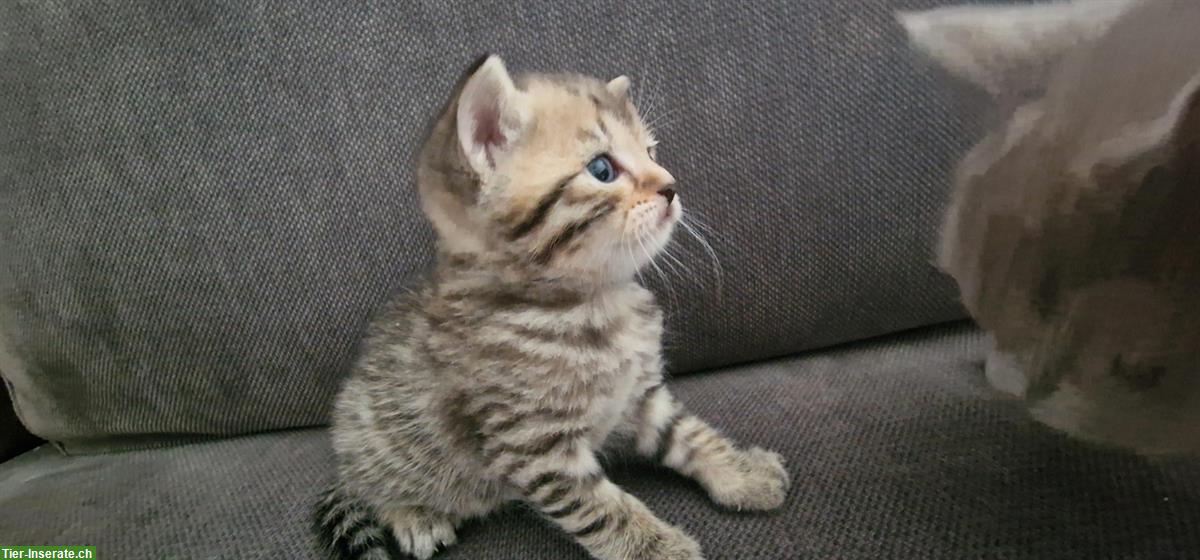 Bild 5: Reinrassige BKH zu verkaufen