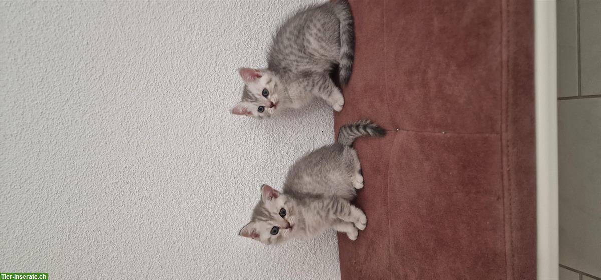 Bild 6: Reinrassige BKH zu verkaufen