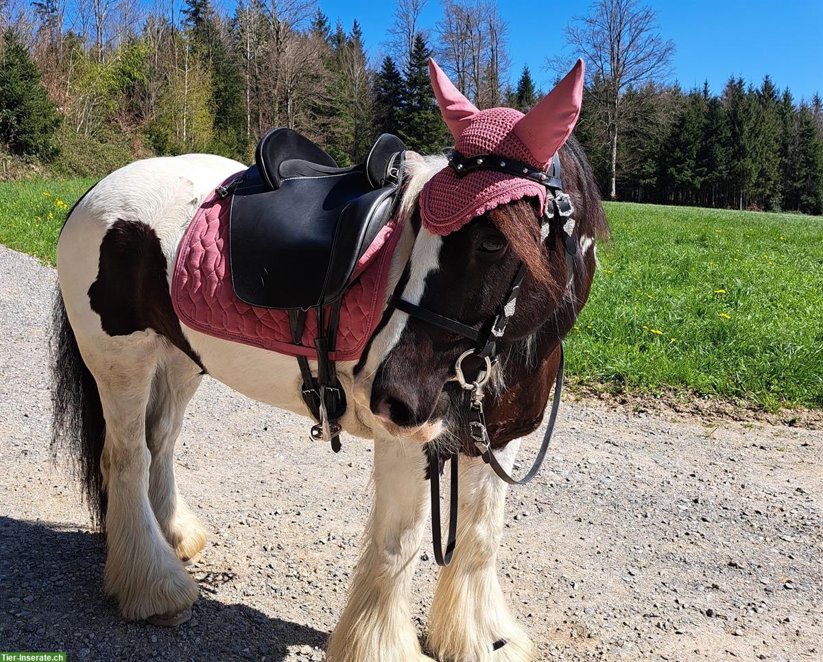 Reitbeteiligung in Laufenburg AG auf zuverlässiger Stute