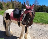 Reitbeteiligung in Laufenburg AG auf zuverlässiger Stute