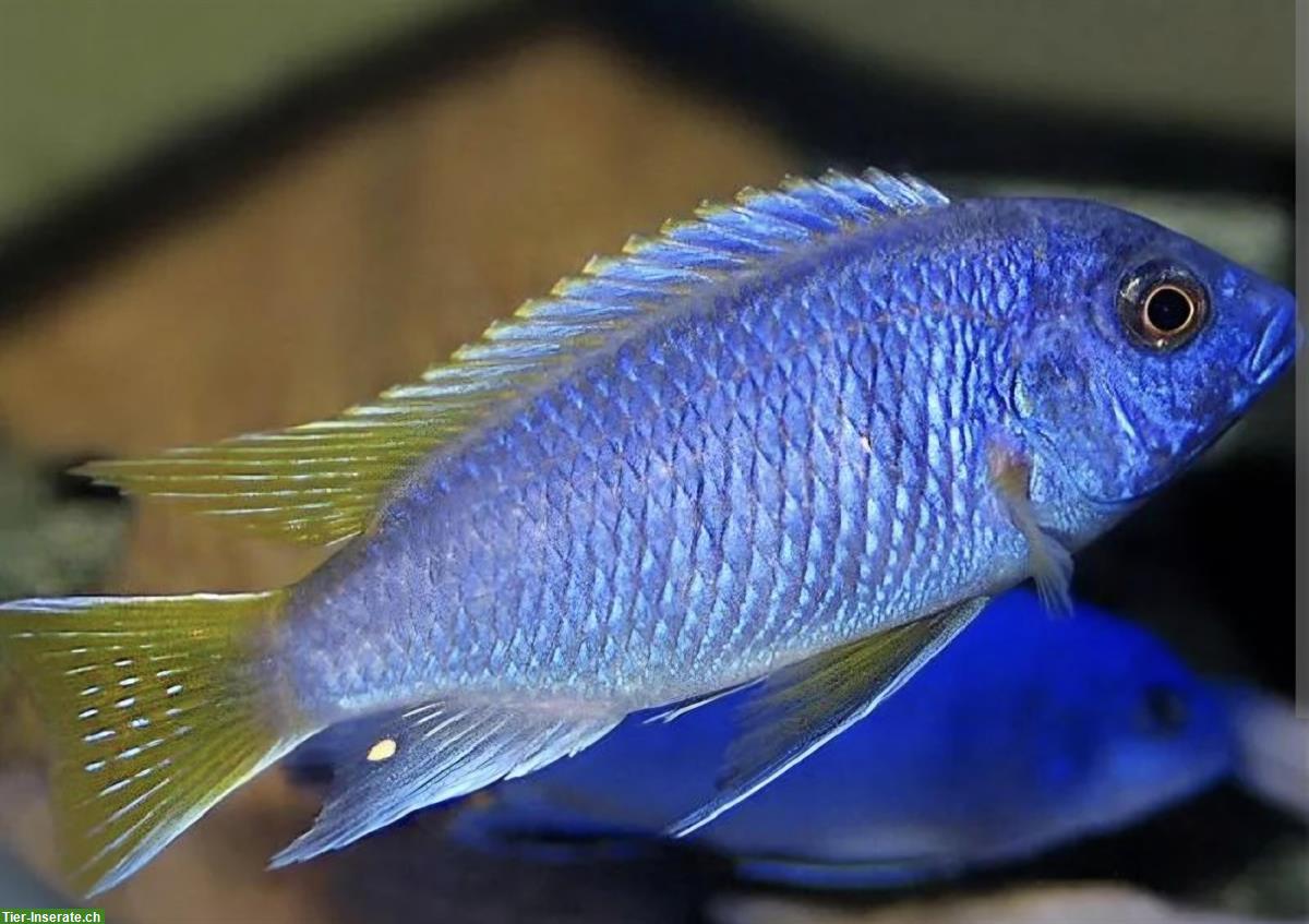 Mbunas (Malawibuntbarsche) aus Hobbyzucht