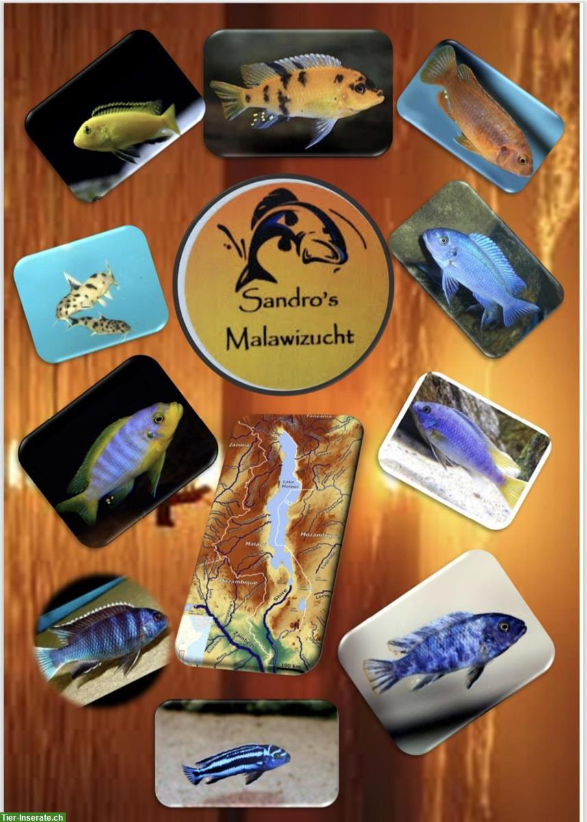 Bild 2: Mbunas (Malawibuntbarsche) aus Hobbyzucht