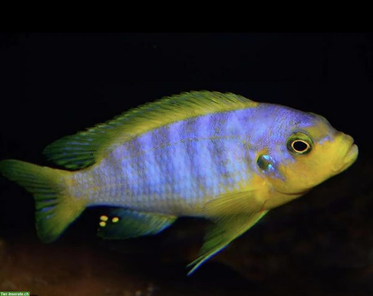 Bild 3: Mbunas (Malawibuntbarsche) aus Hobbyzucht