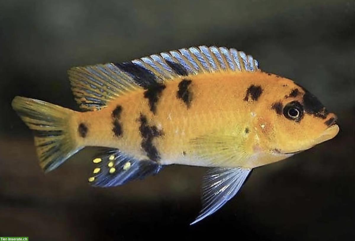 Bild 4: Mbunas (Malawibuntbarsche) aus Hobbyzucht