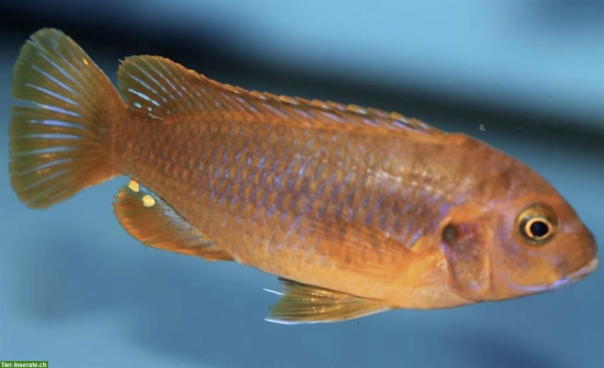 Bild 5: Mbunas (Malawibuntbarsche) aus Hobbyzucht