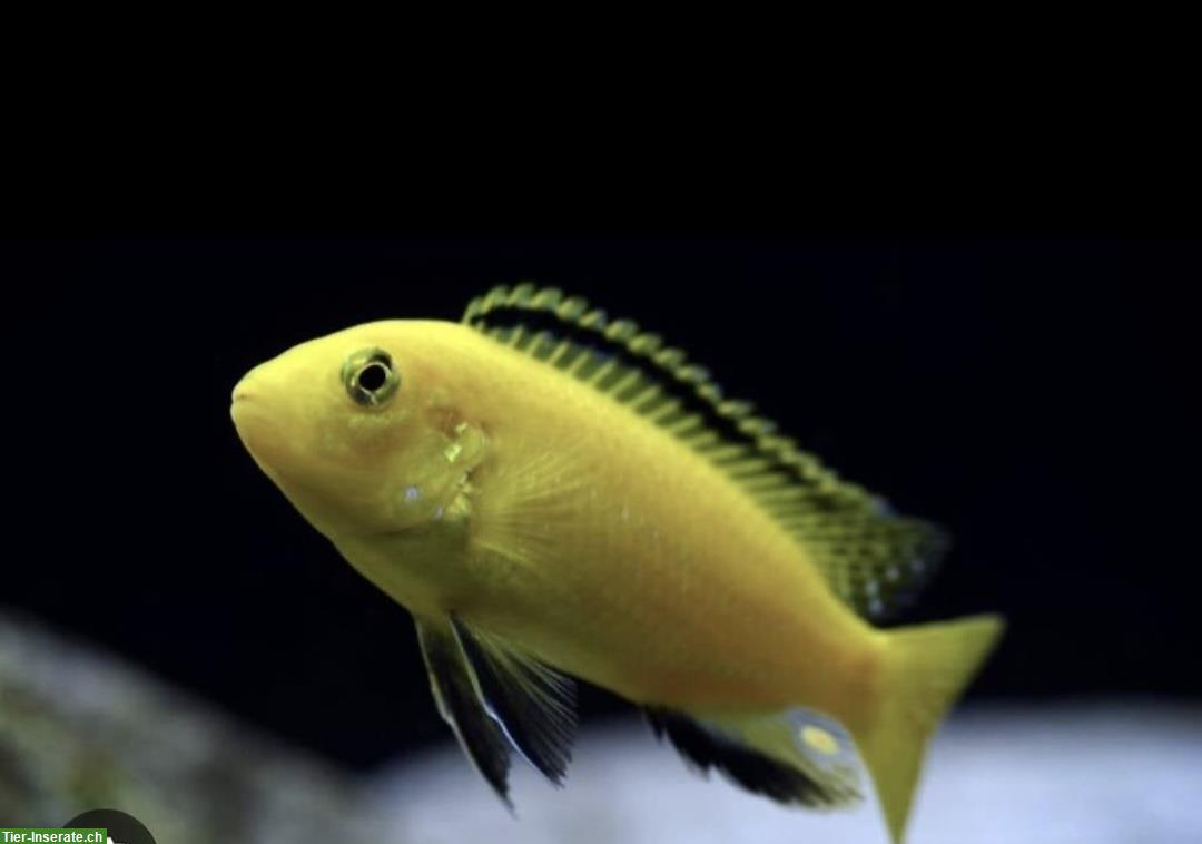 Bild 6: Mbunas (Malawibuntbarsche) aus Hobbyzucht