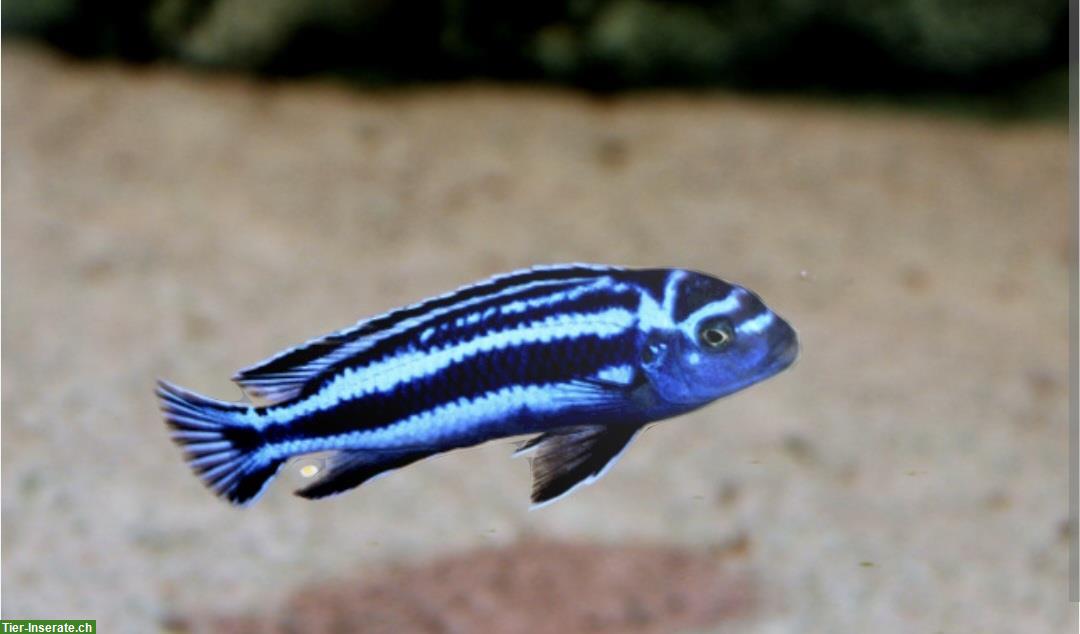 Bild 7: Mbunas (Malawibuntbarsche) aus Hobbyzucht
