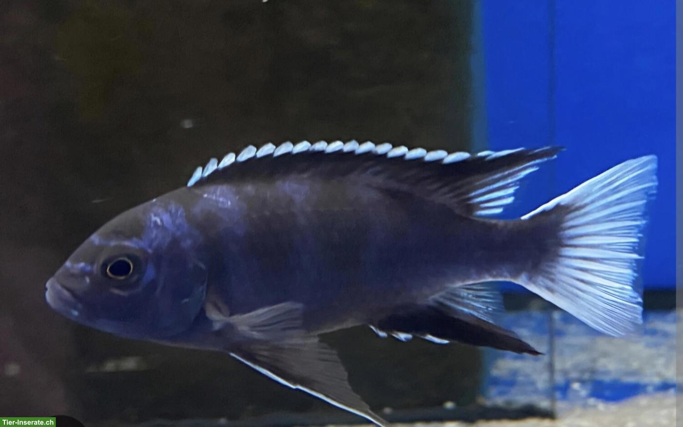 Bild 8: Mbunas (Malawibuntbarsche) aus Hobbyzucht