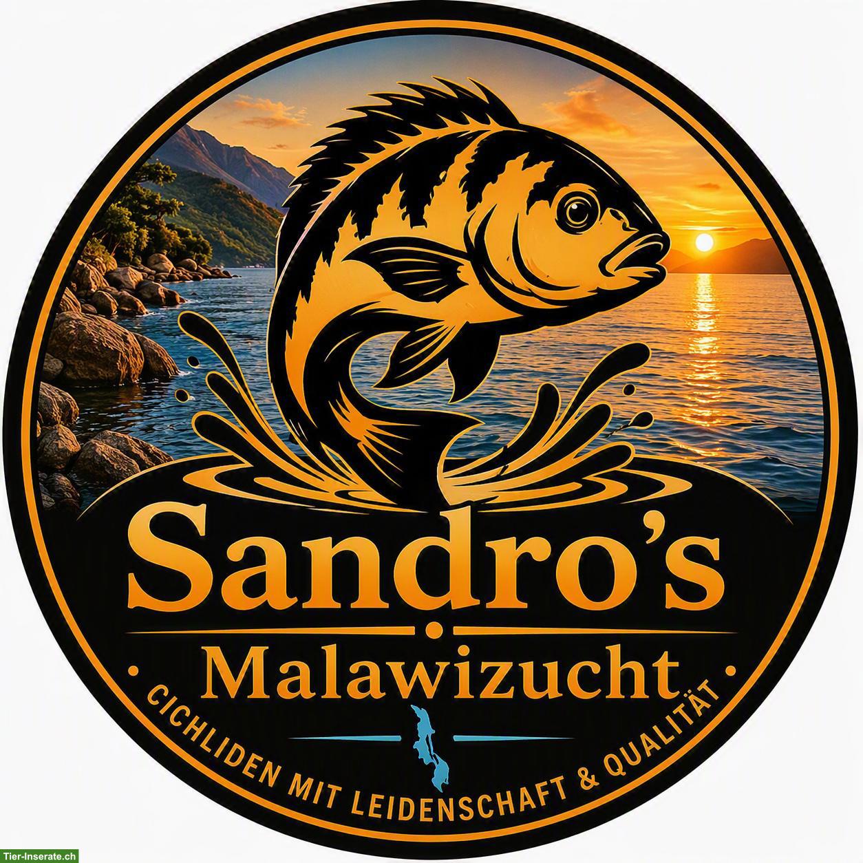 Bild 9: Mbunas (Malawibuntbarsche) aus Hobbyzucht