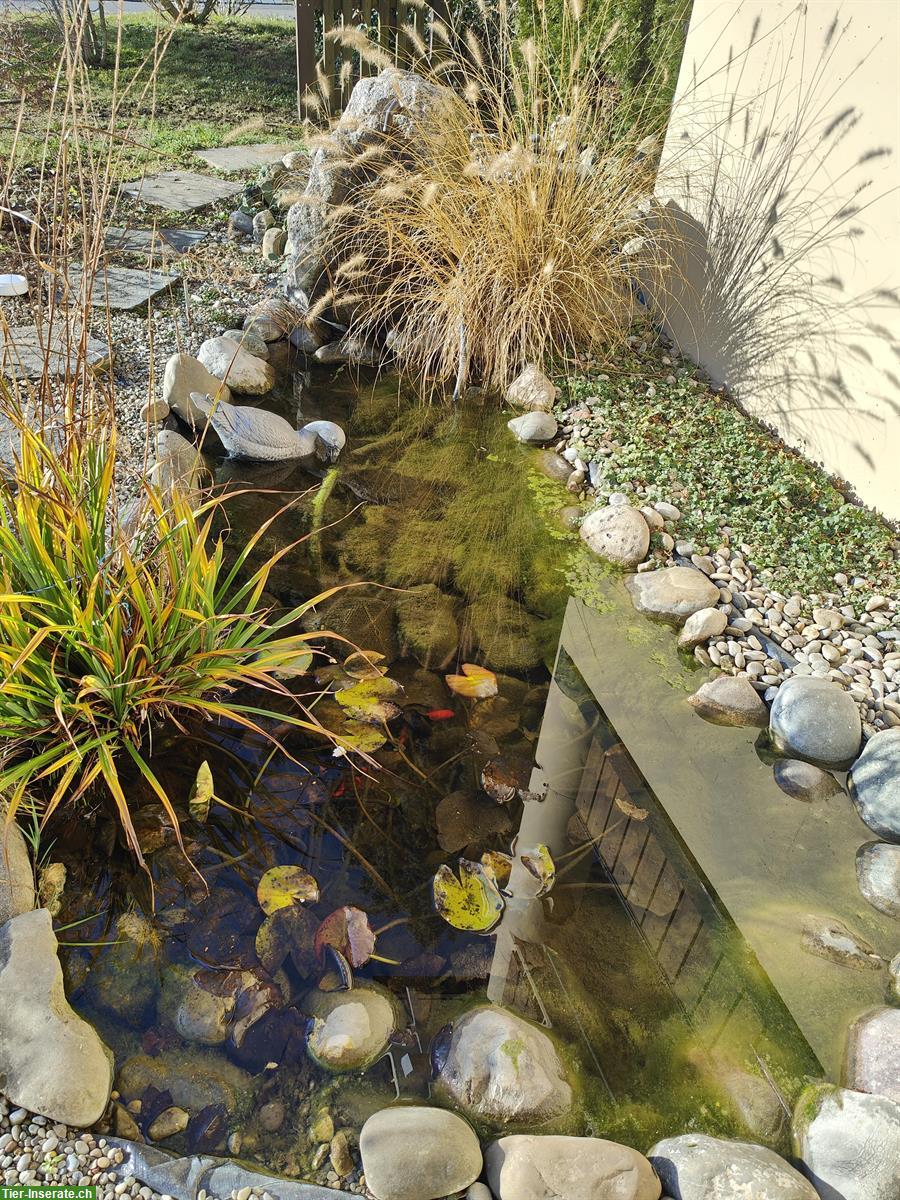 Goldfische (Teichfische) inkl. Pumpe, Stein und Wasserpflanzen
