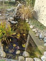 Goldfische (Teichfische) inkl. Pumpe, Stein und Wasserpflanzen