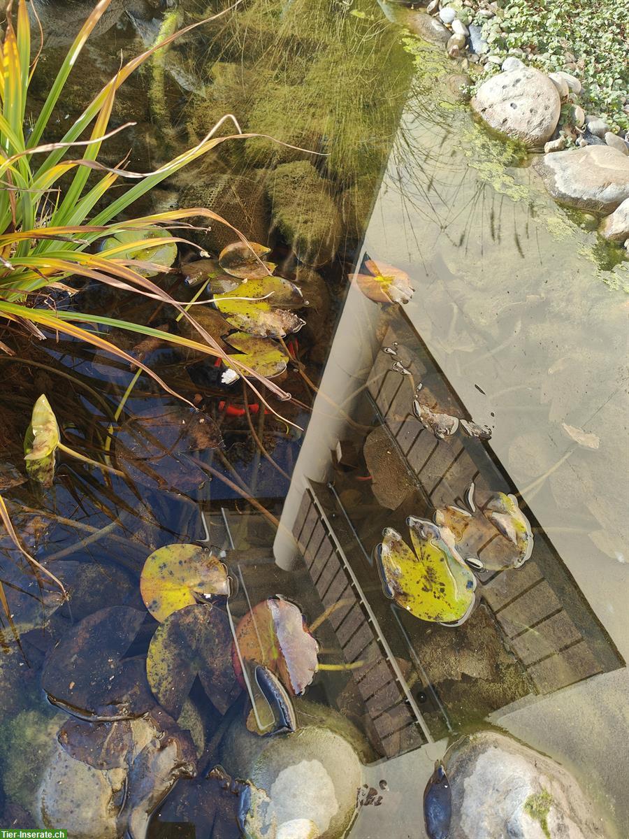 Bild 2: Goldfische (Teichfische) inkl. Pumpe, Stein und Wasserpflanzen