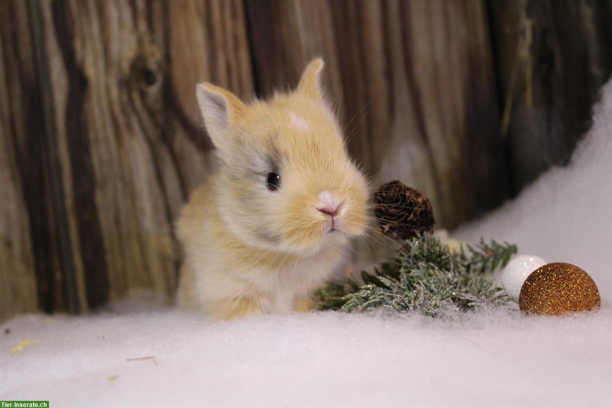 Junge Zwergkaninchen, kinderfreundlich