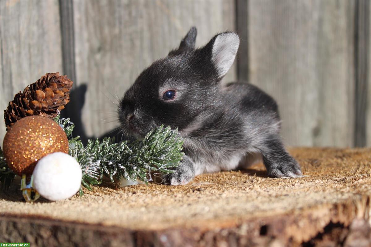 Bild 2: Junge Zwergkaninchen, kinderfreundlich