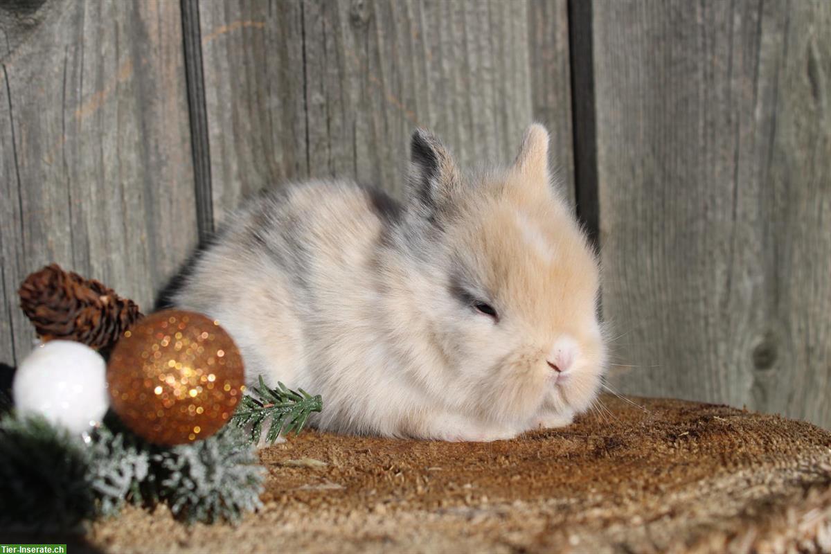 Bild 3: Junge Zwergkaninchen, kinderfreundlich