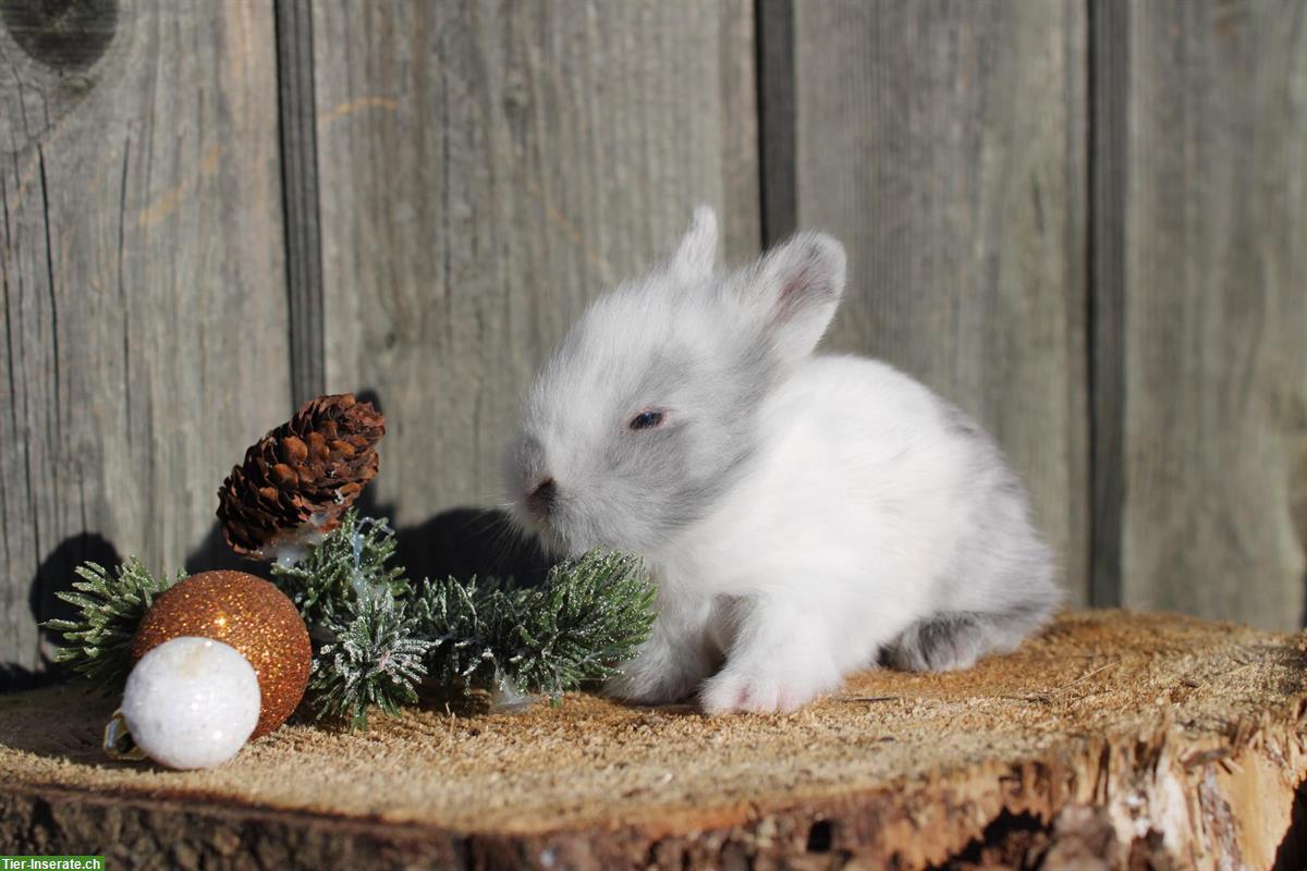 Bild 5: Junge Zwergkaninchen, kinderfreundlich