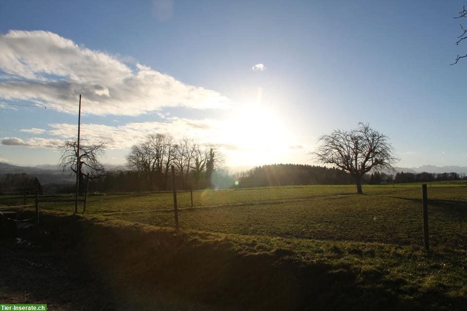 Bild 2: Pferdepension: 2 Auslaufboxen frei in Muri AG