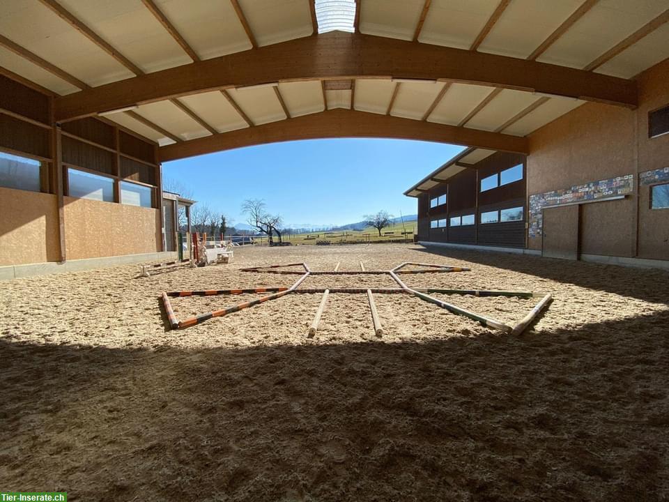 Bild 3: Pferdepension: 2 Auslaufboxen frei in Muri AG