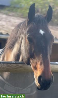 Reitpferd Wallach, 18-jährig, als Ausreitpferd