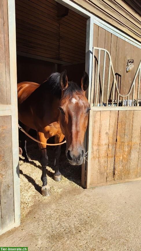 Bild 2: Reitpferd Wallach, 18-jährig, als Ausreitpferd
