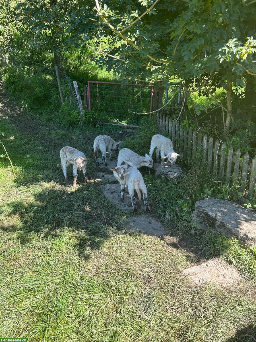 Bild 2: Shropshire x Skudden Lämmer