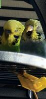 Wellensittich Pärchen gesucht
