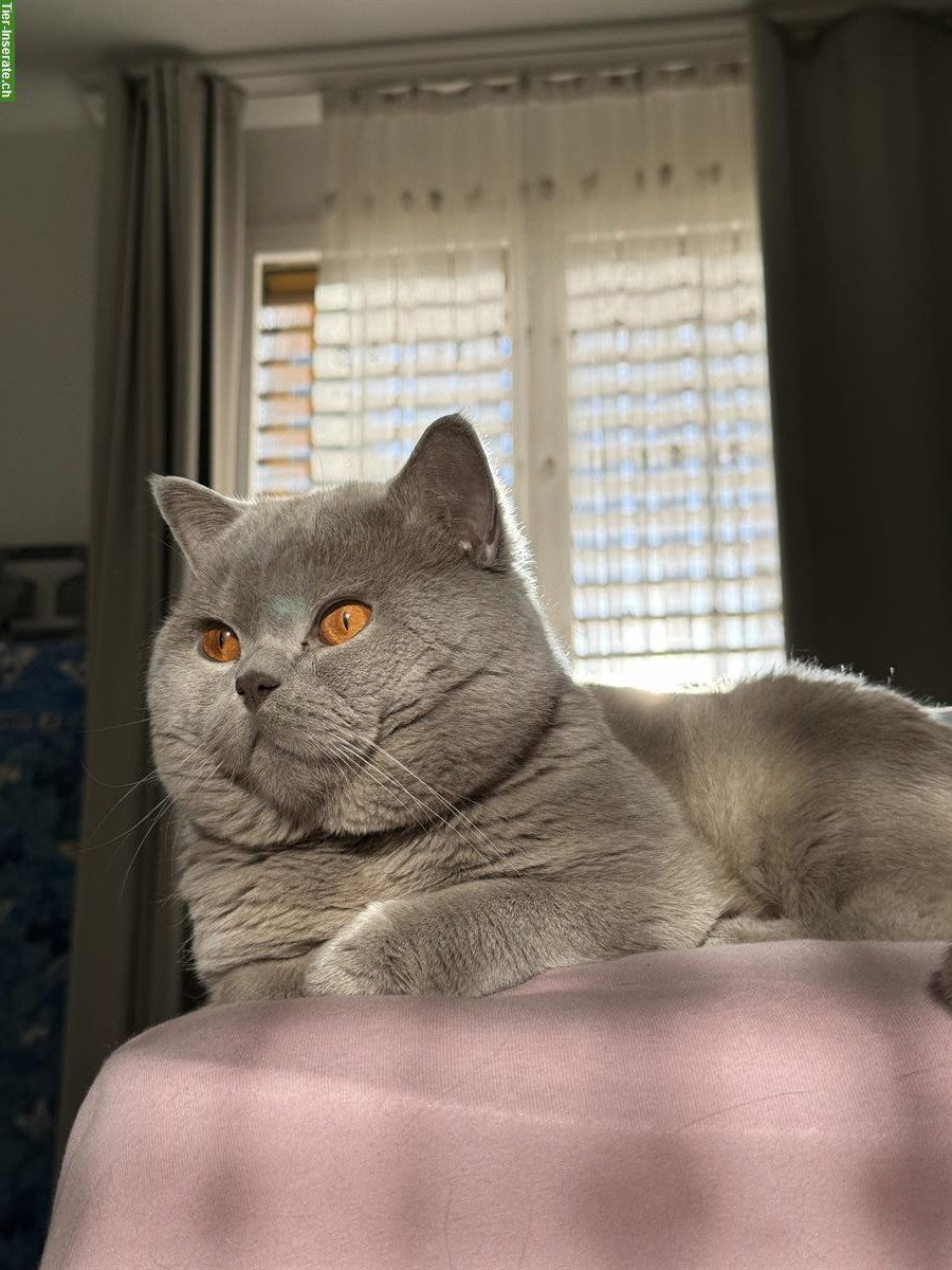 Bild 2: Deckkater BKH Lilac