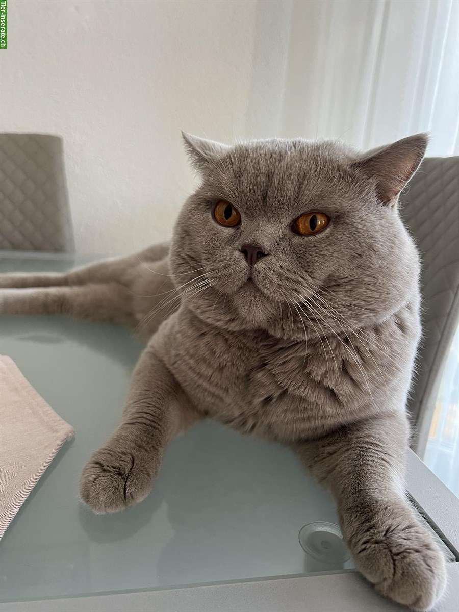 Bild 3: Deckkater BKH Lilac