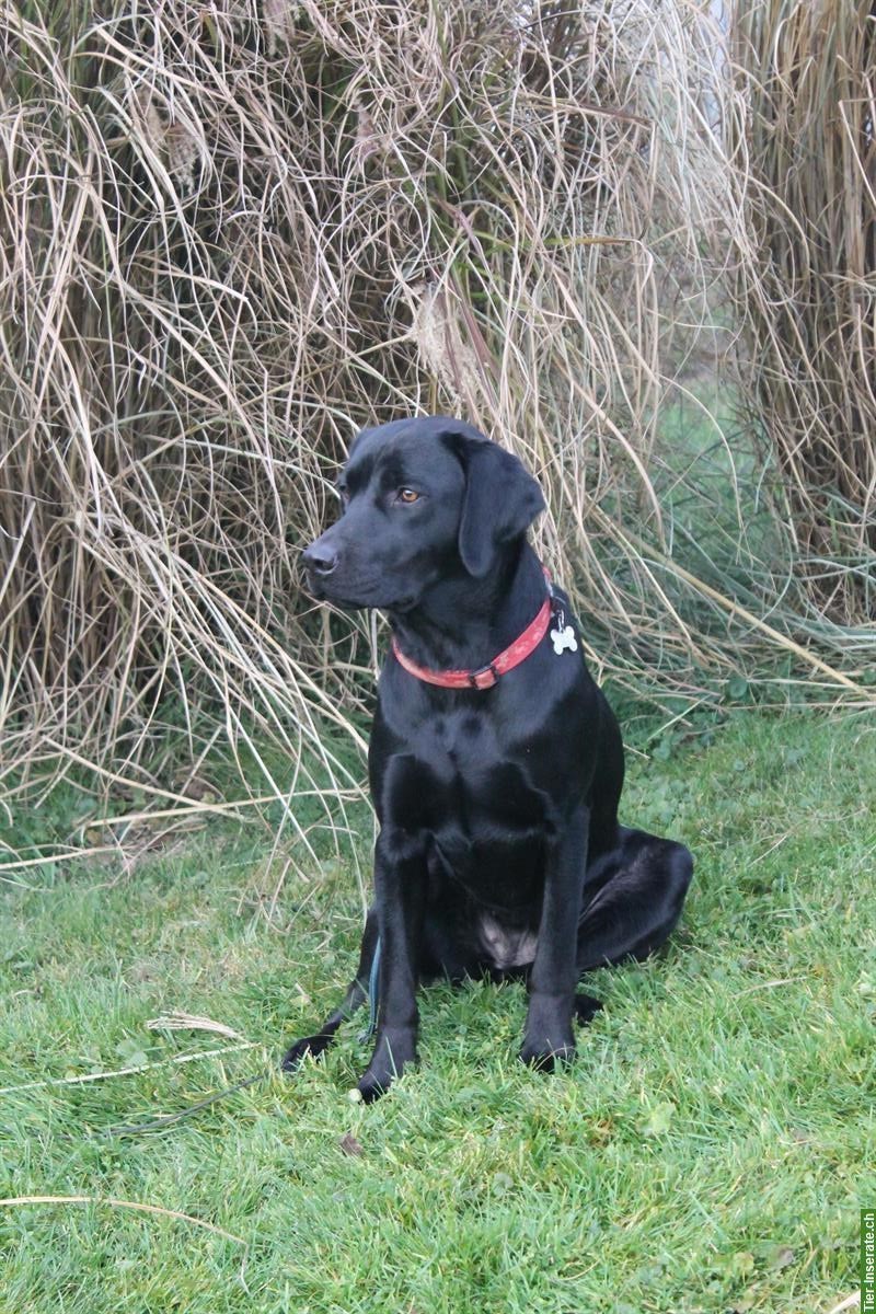 Schwarze Labrador Junghündin