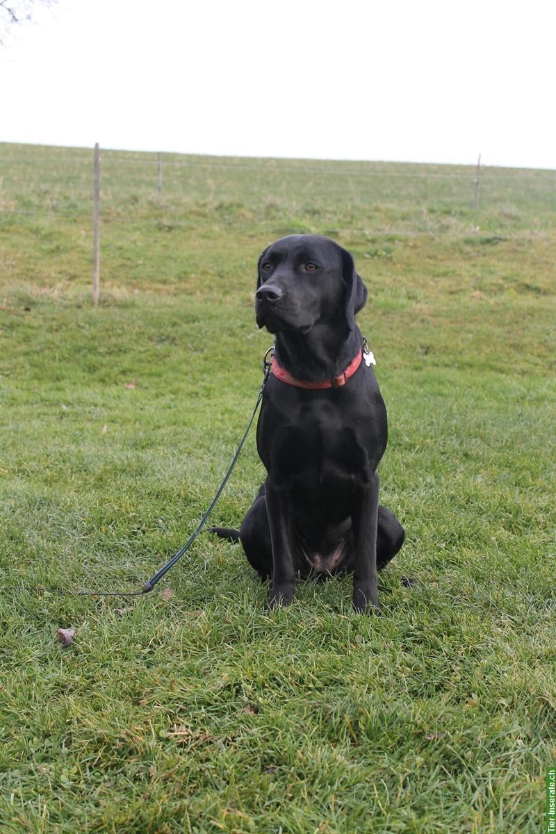 Bild 2: Schwarze Labrador Junghündin